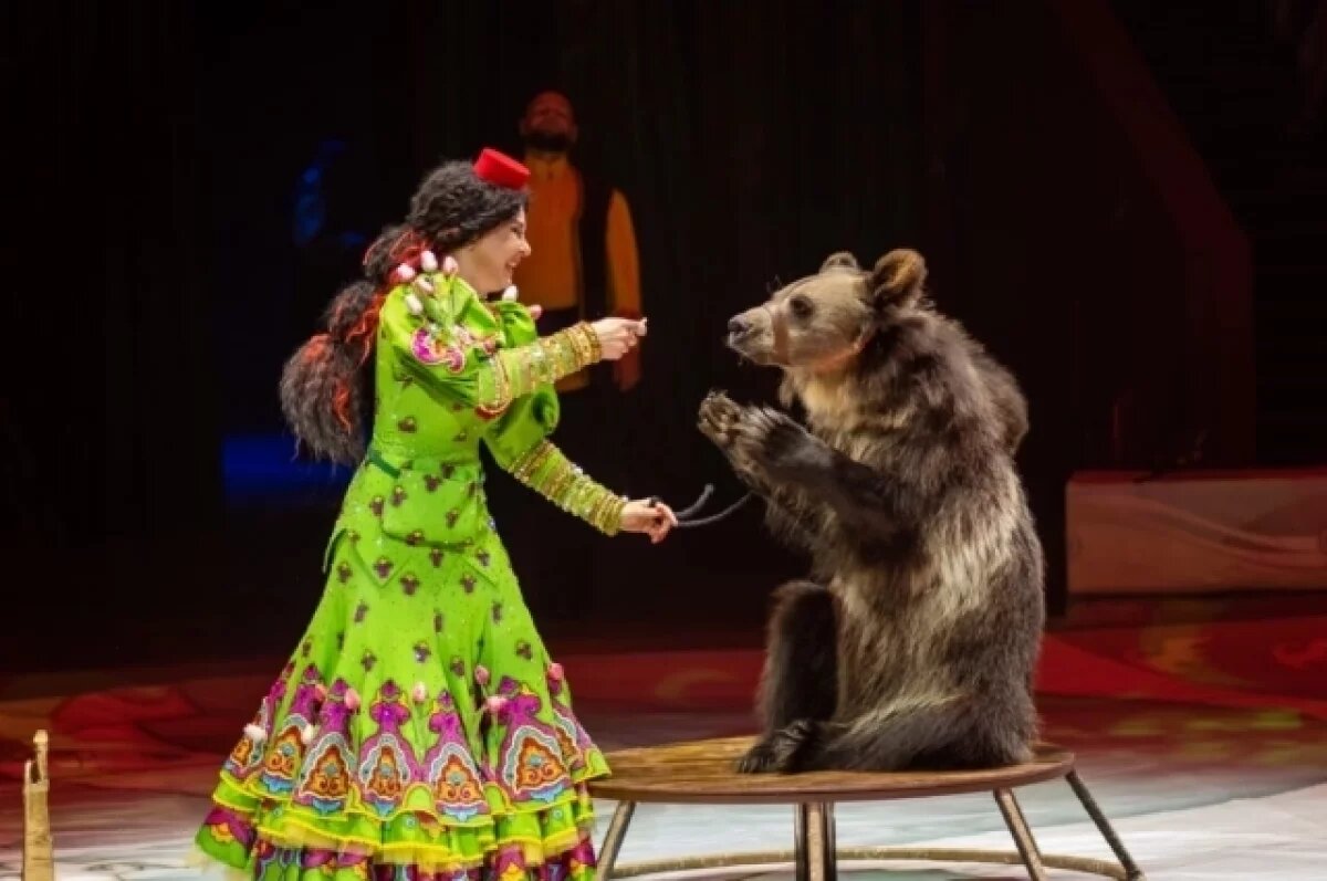    Медведица, привыкшая к размеренному ритму выступления, испугалась резкого звука.