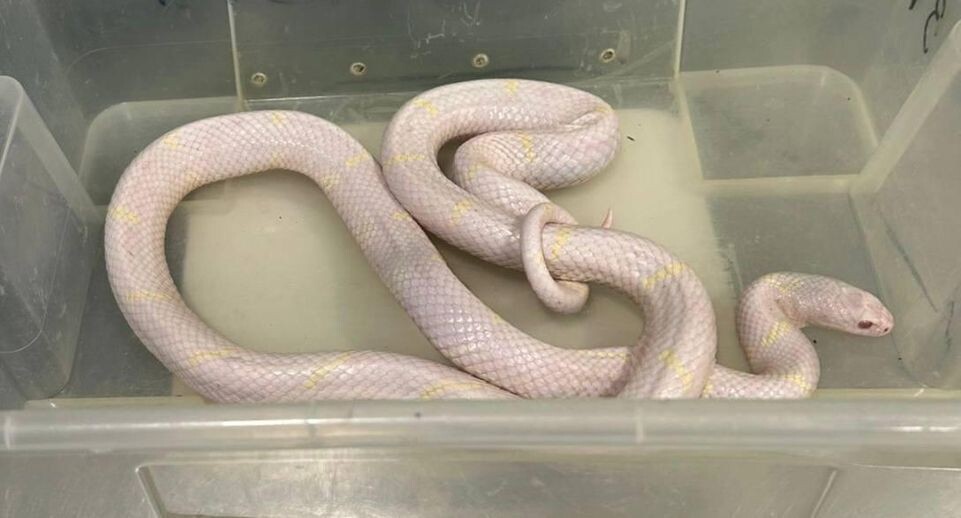    Прокуратура г. Санкт-Петербурга