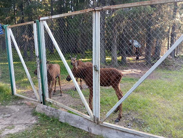 Лосятничек