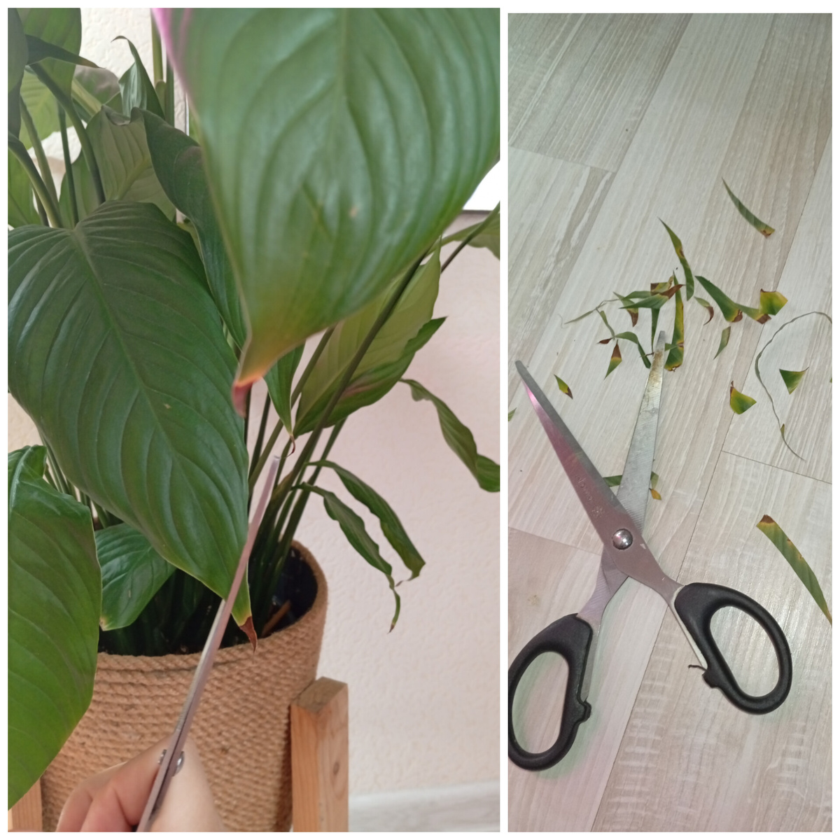 Сегодня не о причинах, по которым сохнут кончики и спатифиллума