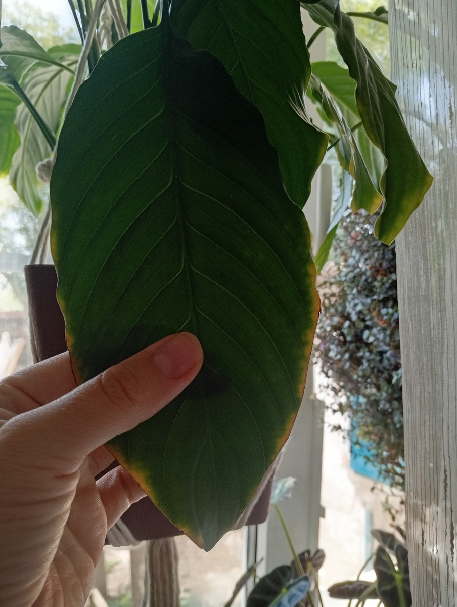 Если срезать, пару недель будет красиво, но потом все равно желтеть начнёт