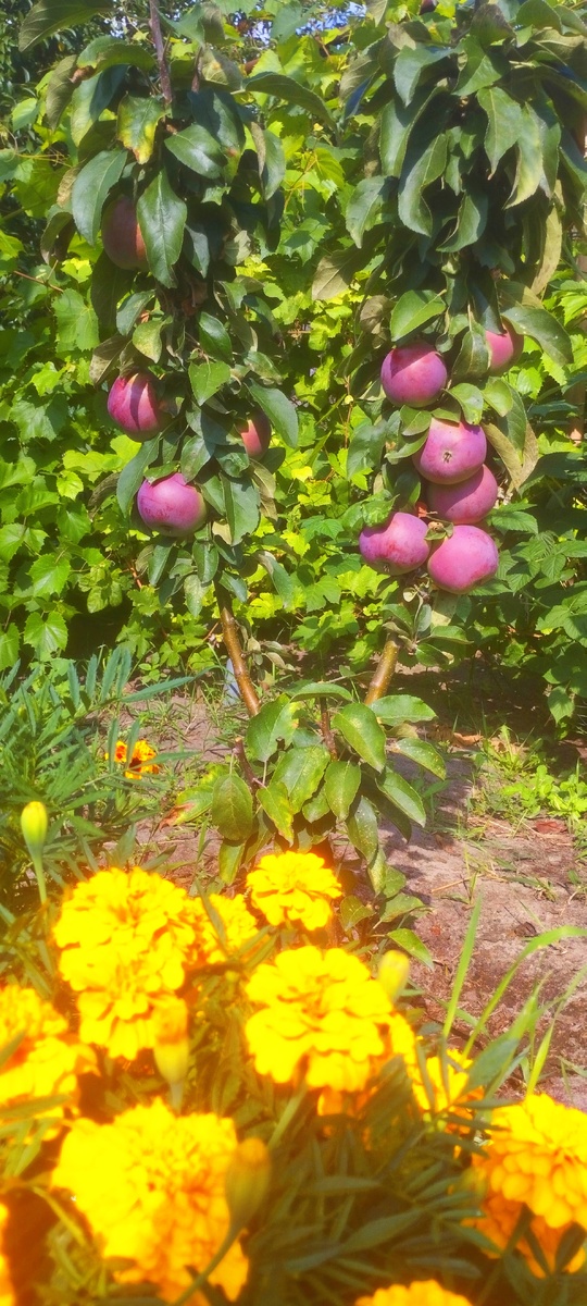 Колоновидная яблоня в 2 ствола