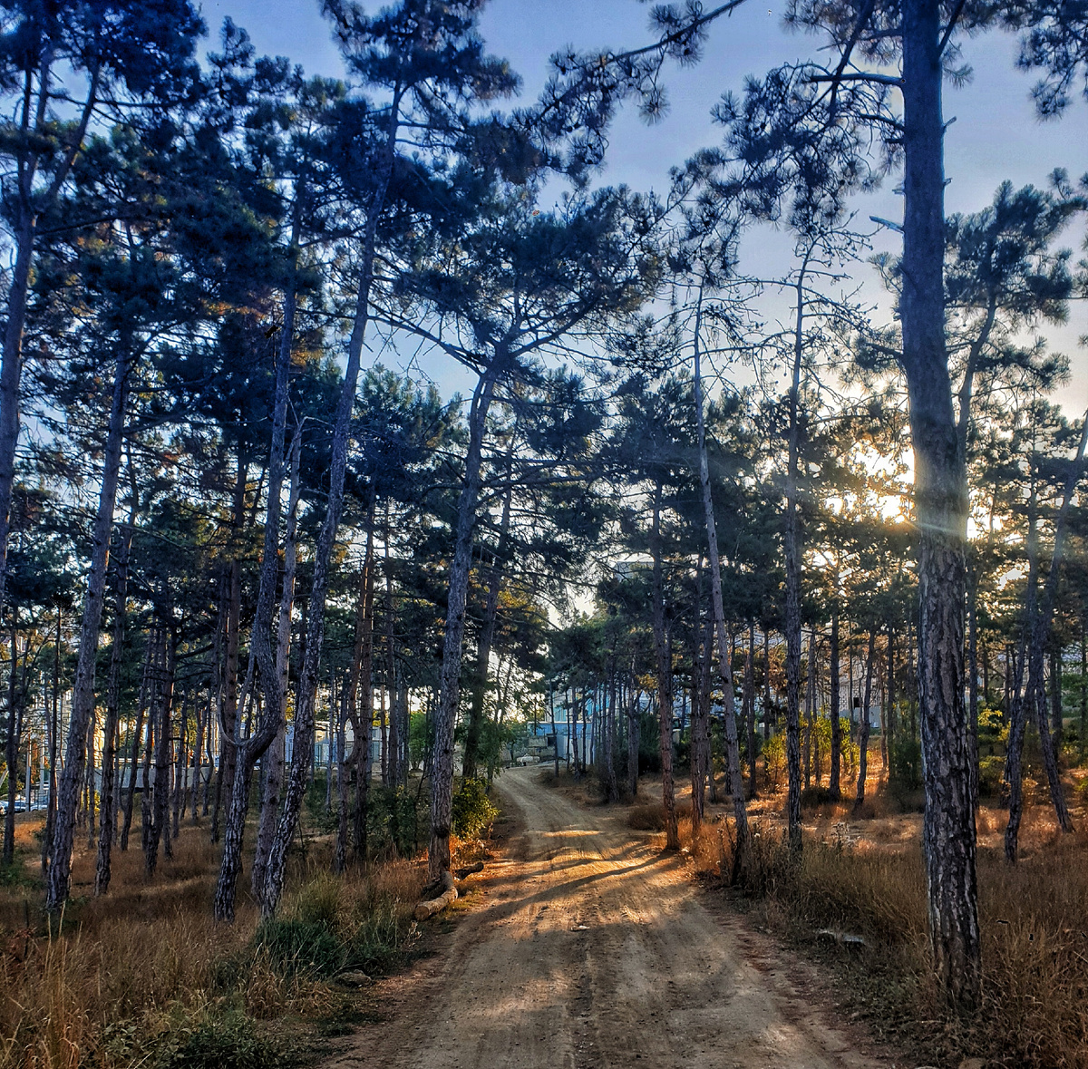 Сосновая роща