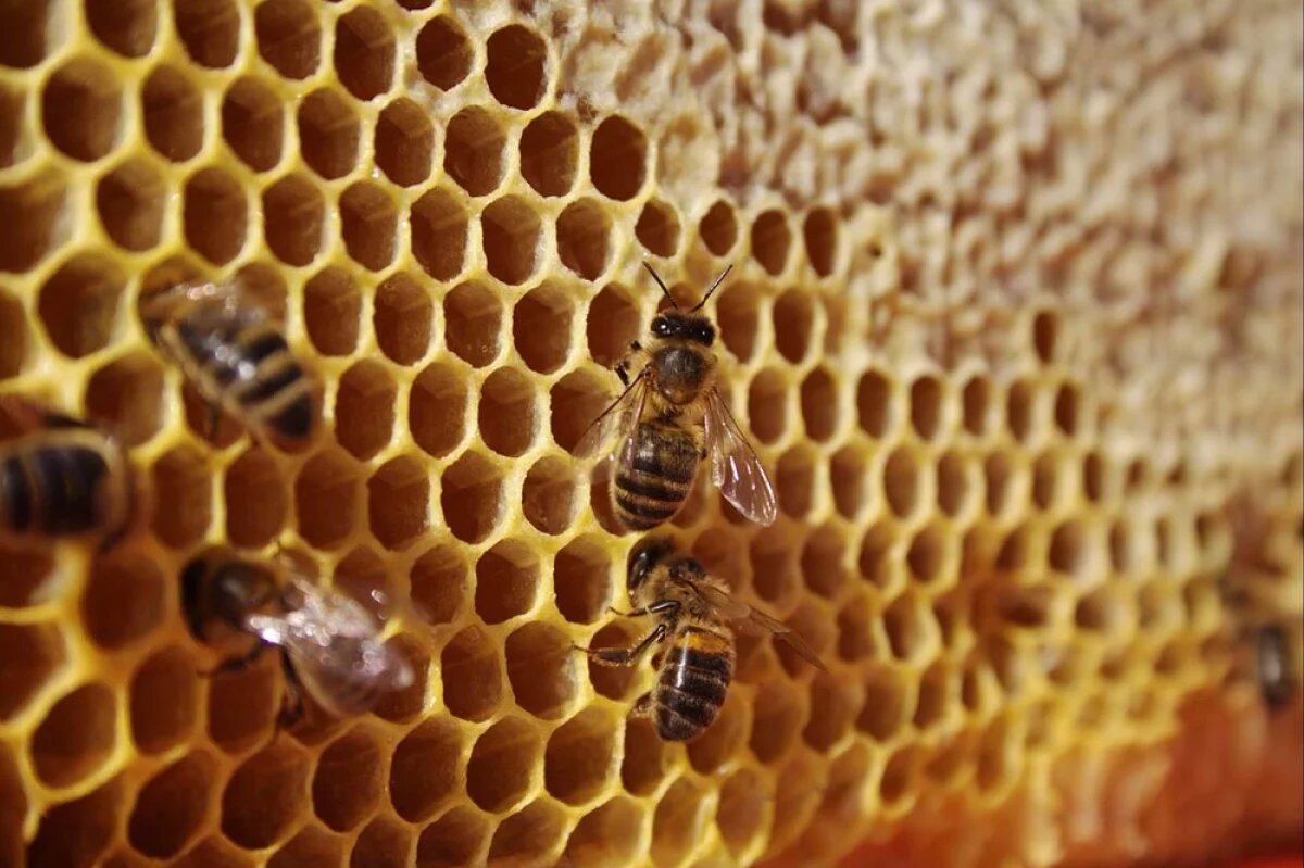    Мёдом намазано.