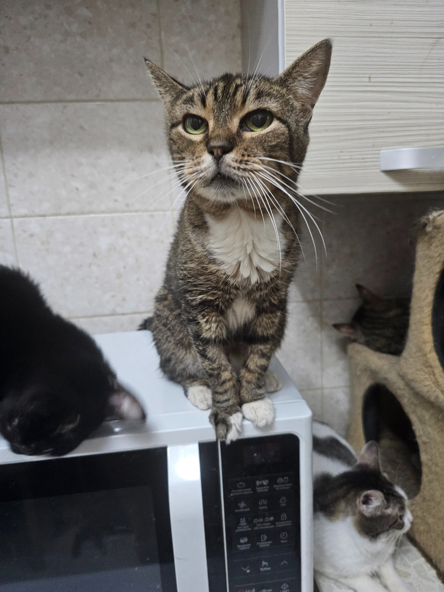 Фото автора. Маргоша, ее выбросили с 7 этажа. Она тоже болеет ФИПом.