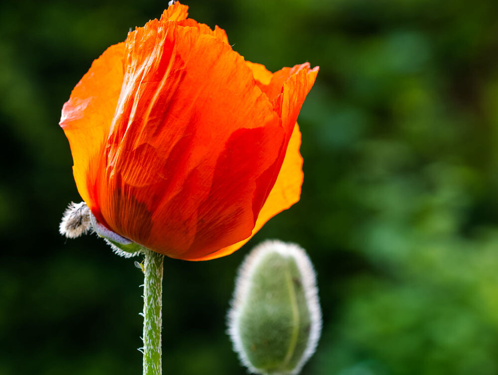 Собственническая любовь матери и ее проявления в энергетическом поле