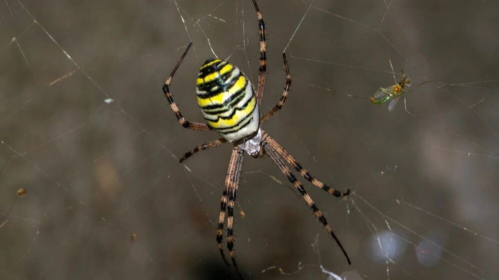    Фото: Gavrilov Nikolay/Shutterstock/Fotodom