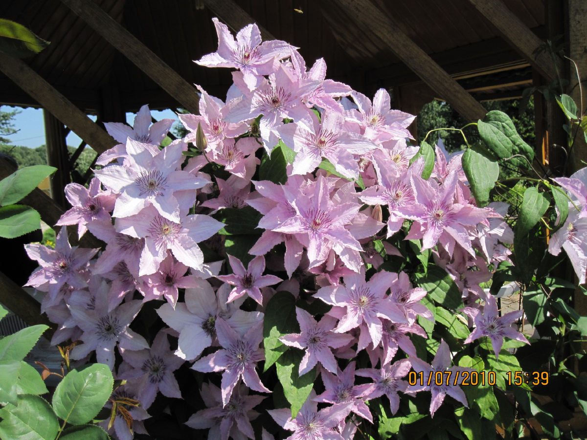Клематис в нашем саду в 2010 году. Фото автора @Маша Генералова. 