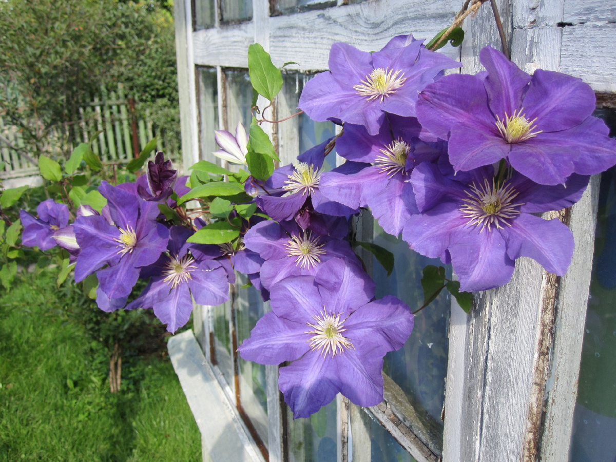 Наш сад 2008 года - Клематис на крыльце. Фото автора @Маша Генералова