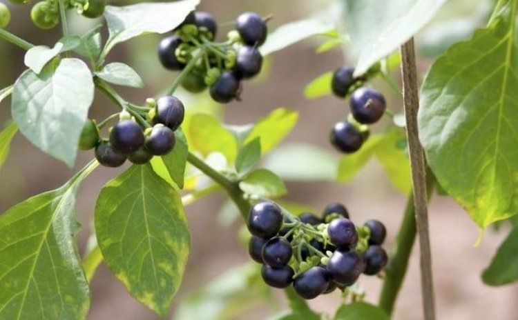    Фото: Филиал Россельхозцентра по Чувашской Республике