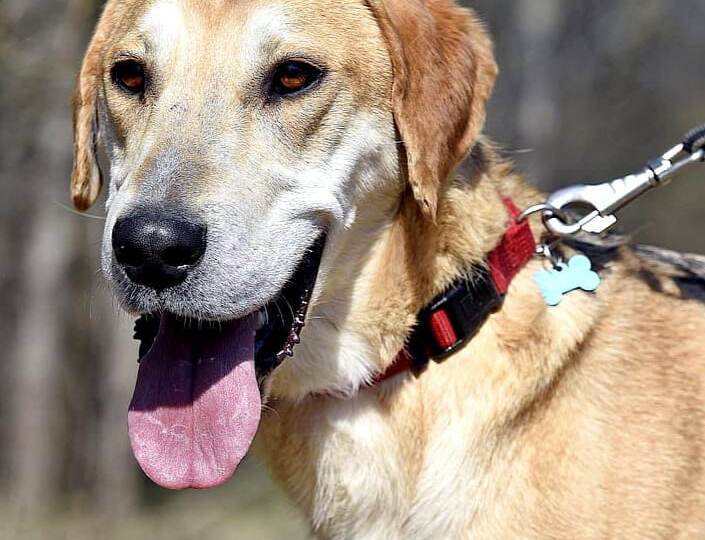 Миру бросили в лесу