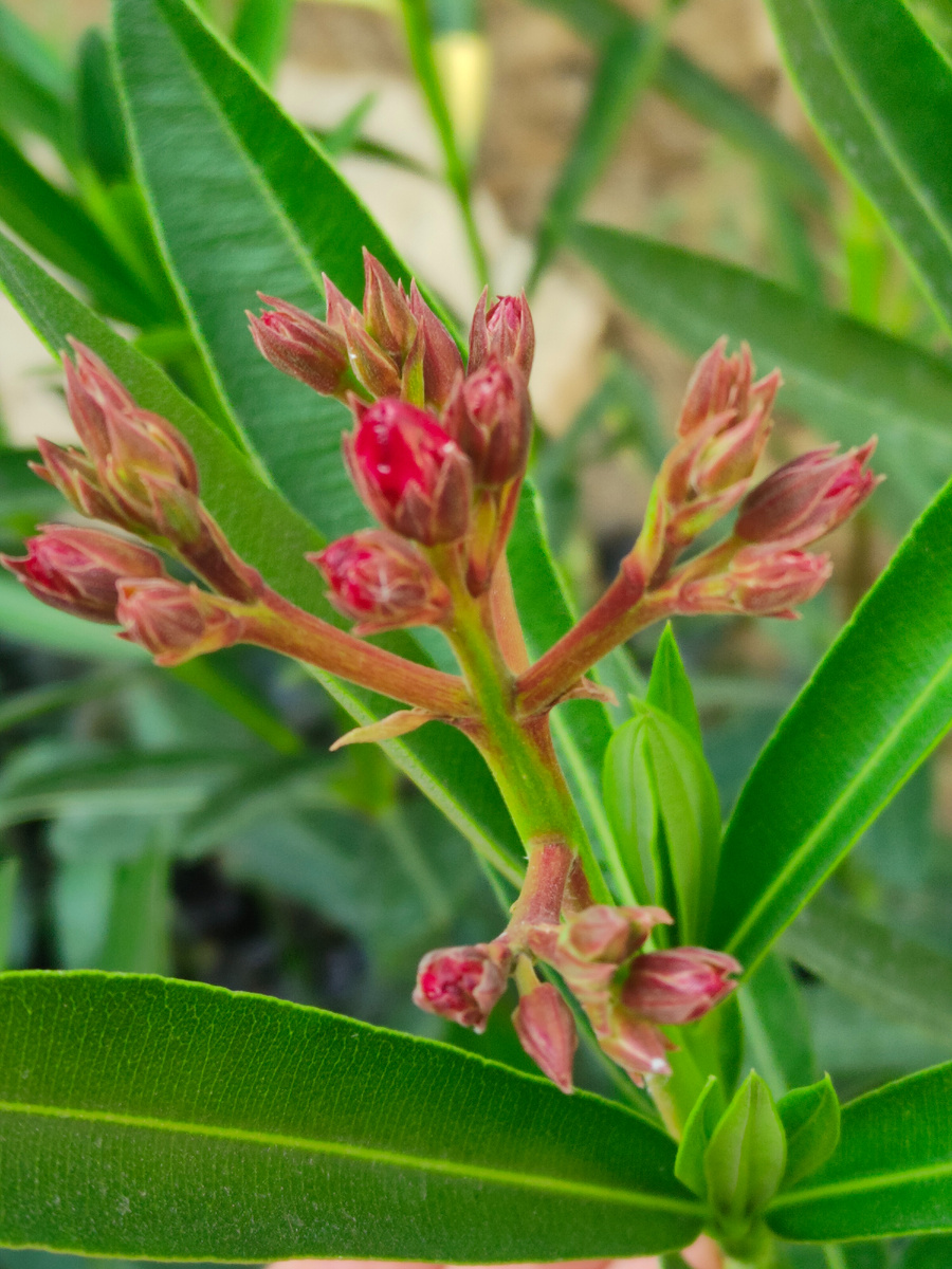 Зацветает Олеандр махровый, медленно, но верно!