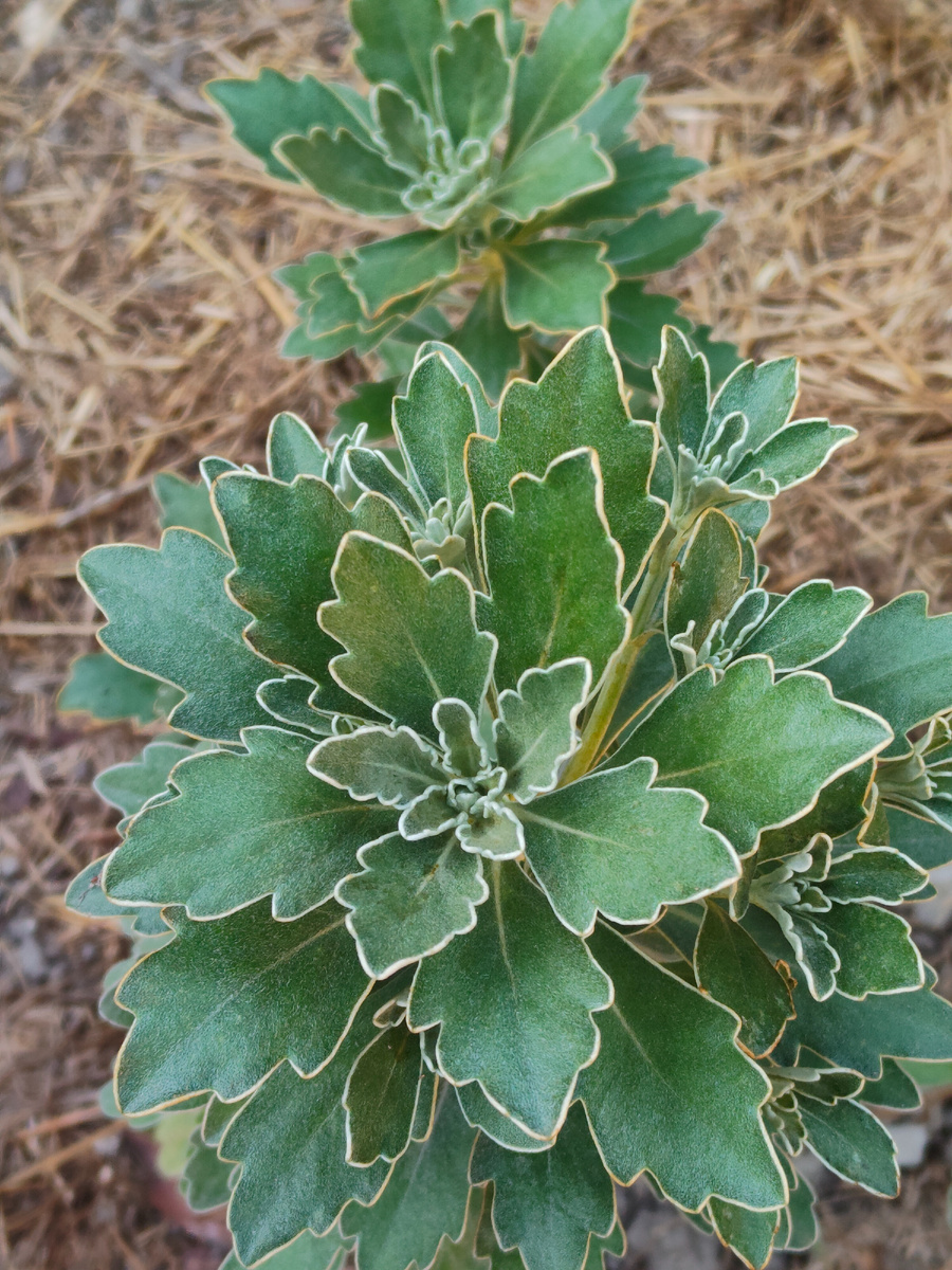 Аяния на солнце очень заметно преобразилась. Хоть кто-то любит солнце)))