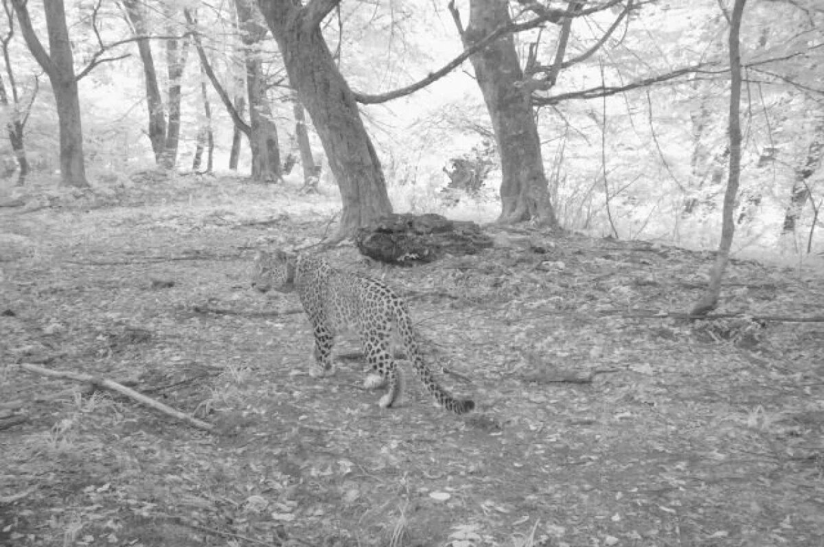    Самка леопарда Хоста из Сочи адаптировалась к жизни в дикой природе Кавказа