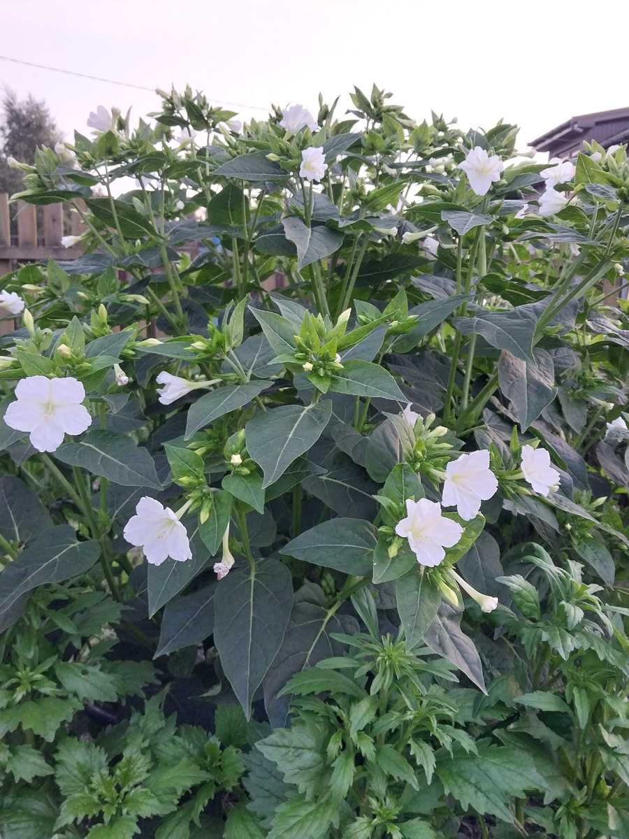 Мирабилис (ночная красавица)