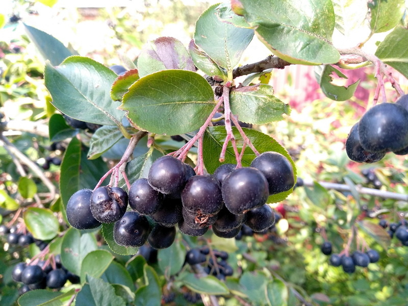 Ягоды черноплодной рябины поспевают в Московской области. Личное фото автора