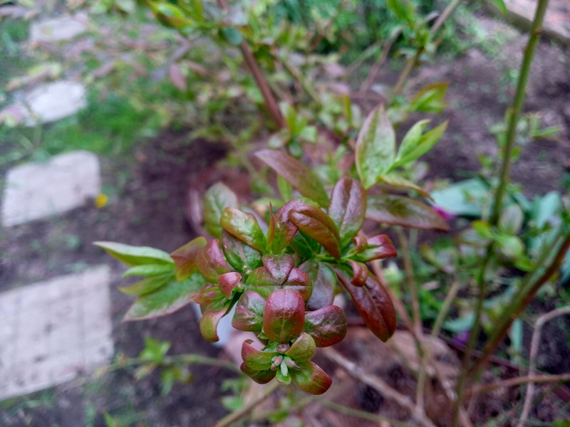 Куст черноплодки в мае. Распускаются листочки