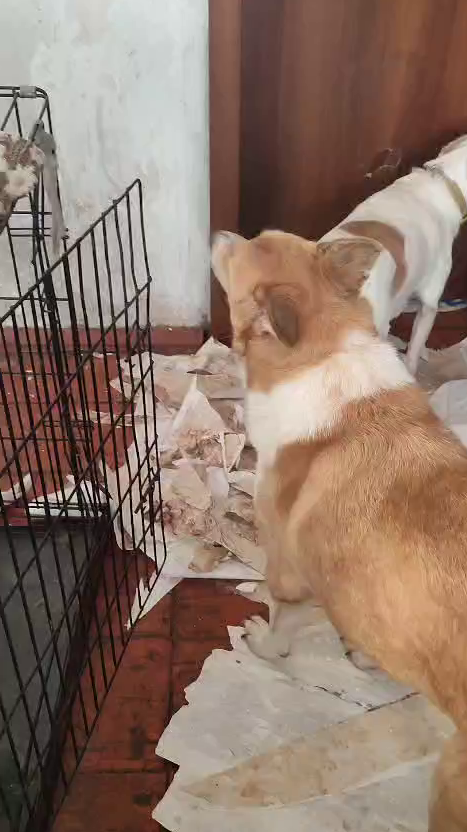 Целая очередь помощников!