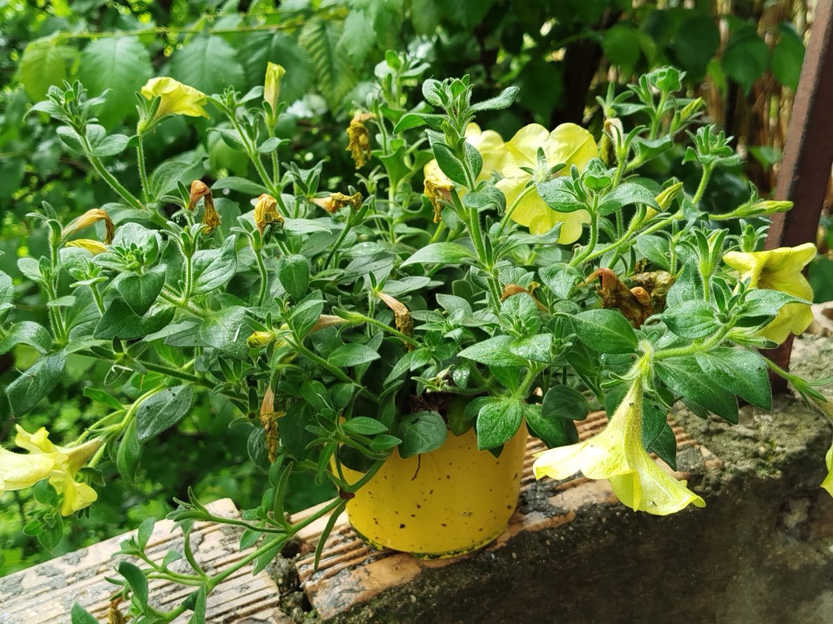 Фото автора. Вот таким был куплен куст в апреле.