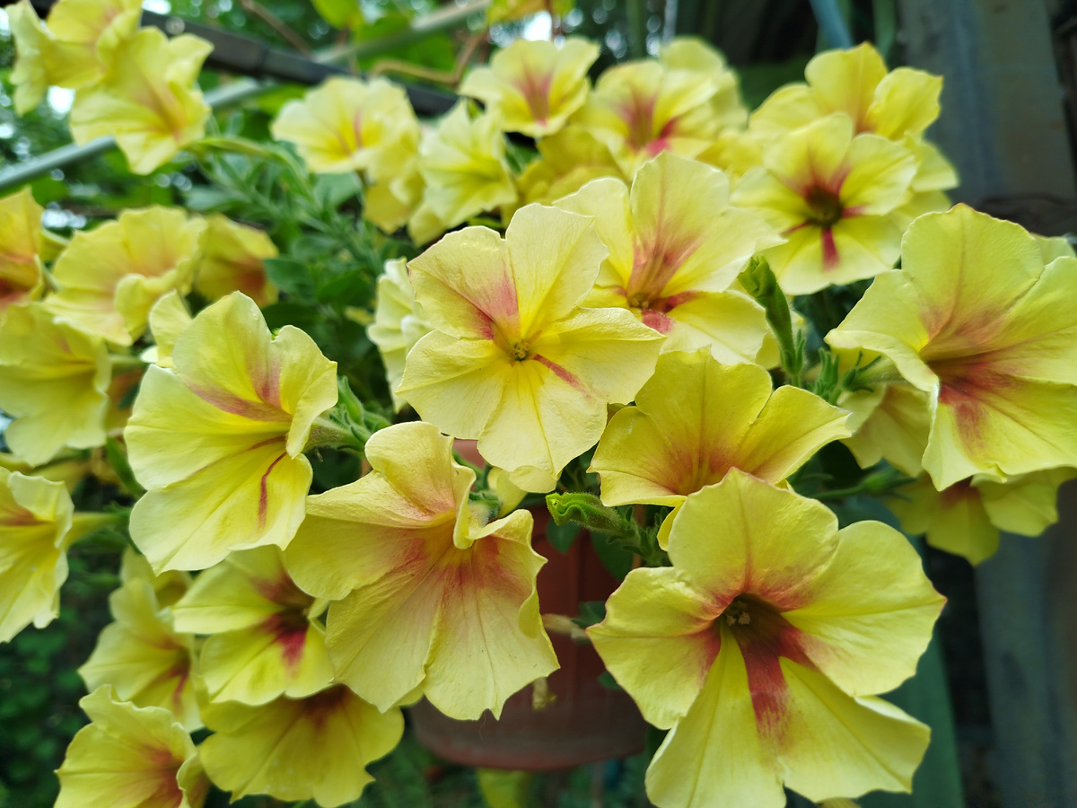 Фото автора. Спустя месяц. Стрижка, пересадка в горшок покрупнее и одна подкормка.