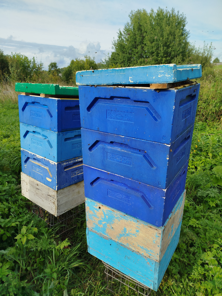 Только поставил соты в корпусах, пчёлы уже кружатся.