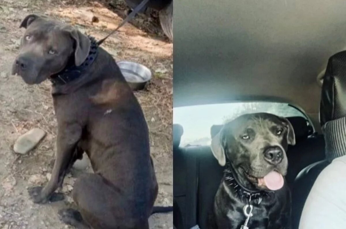    В Туапсе полицейские позаботились о собаке, пока ее хозяин был в больнице