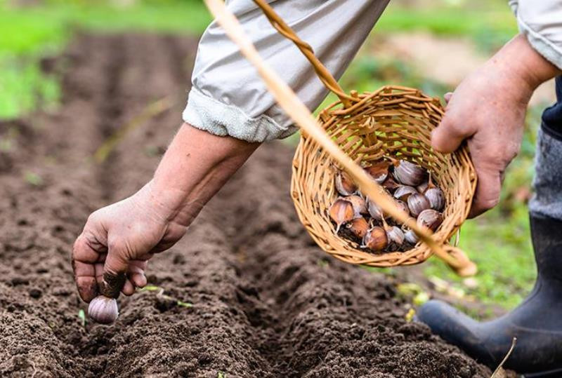 Посадка озимого чеснока