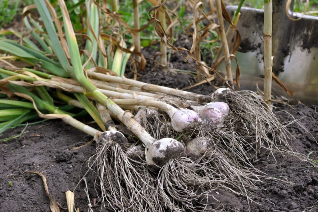 Озимый чеснок