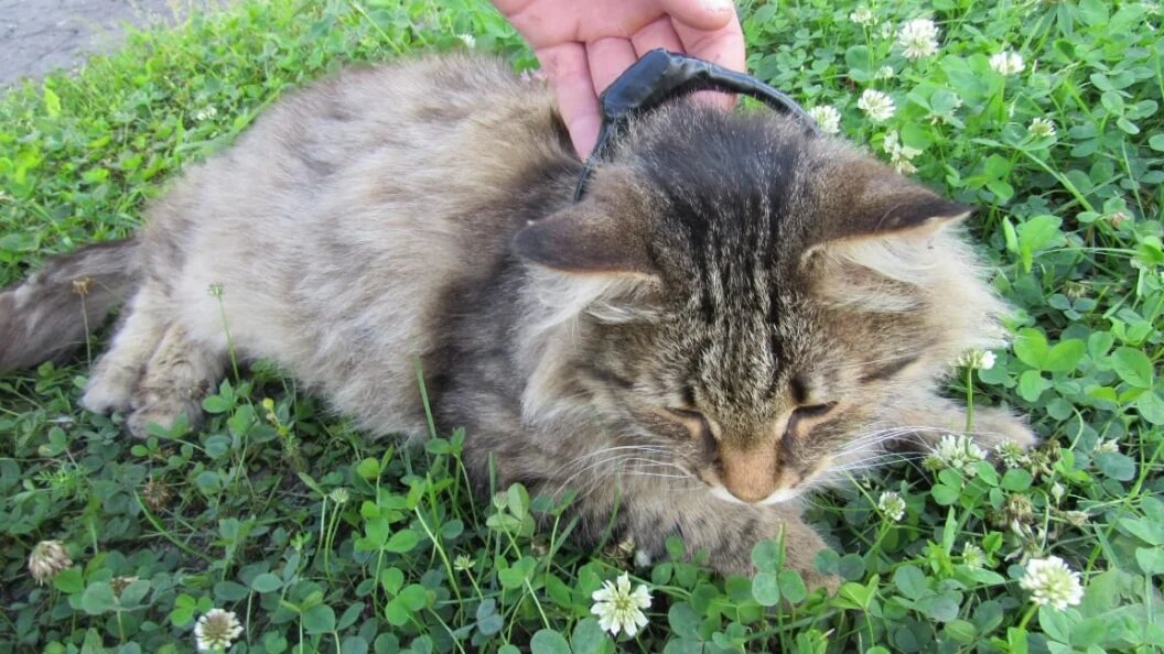    Фото: соцсети/тг-канал 112