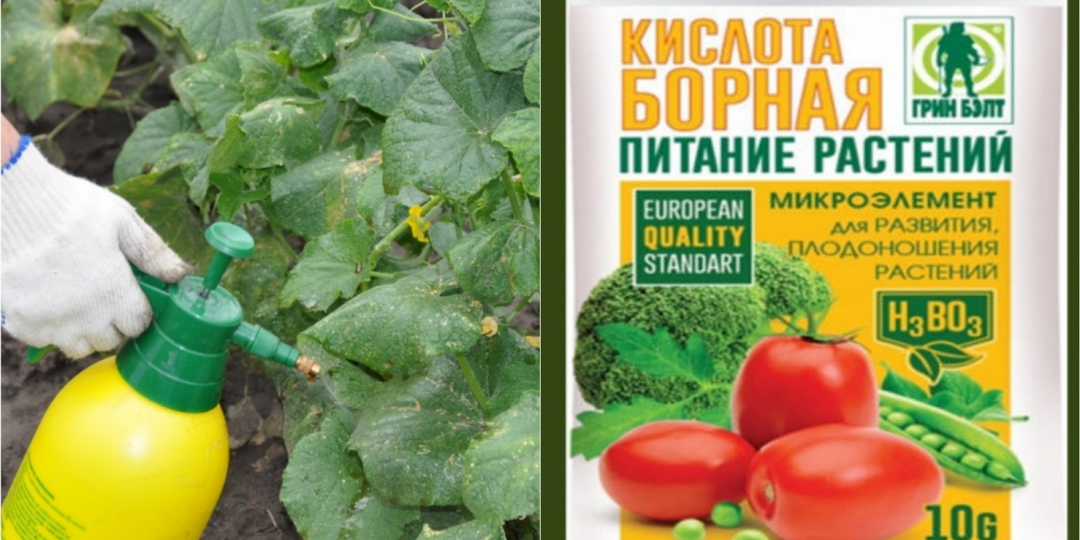Борная кислота в августе для огурцов: собираем богатый урожай до холодов