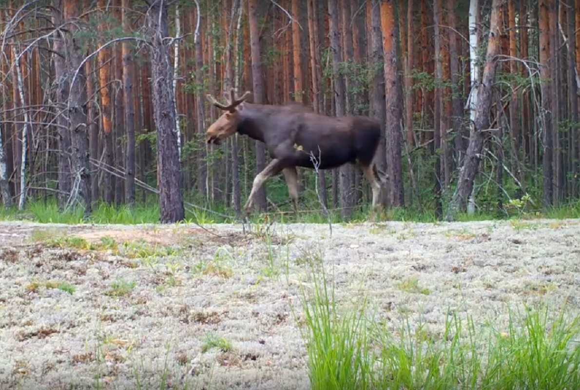   Съёмка произошла в середине июля, когда животные спокойно прогуливались по территории