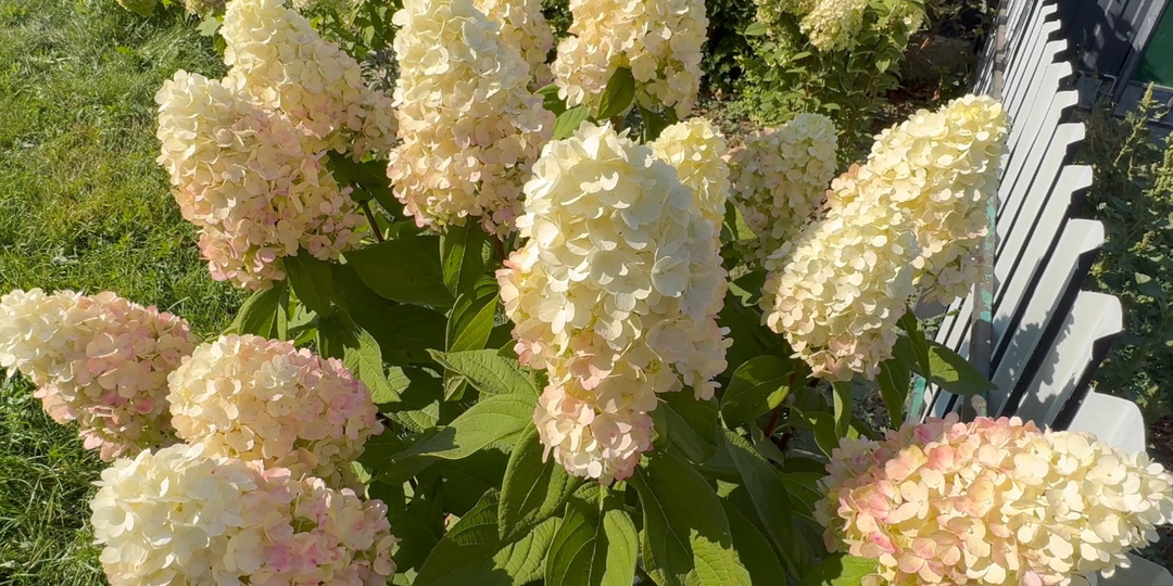 Уход за гортензиями в августе: калийные подкормки и баковые смеси!🌿🌿🌿