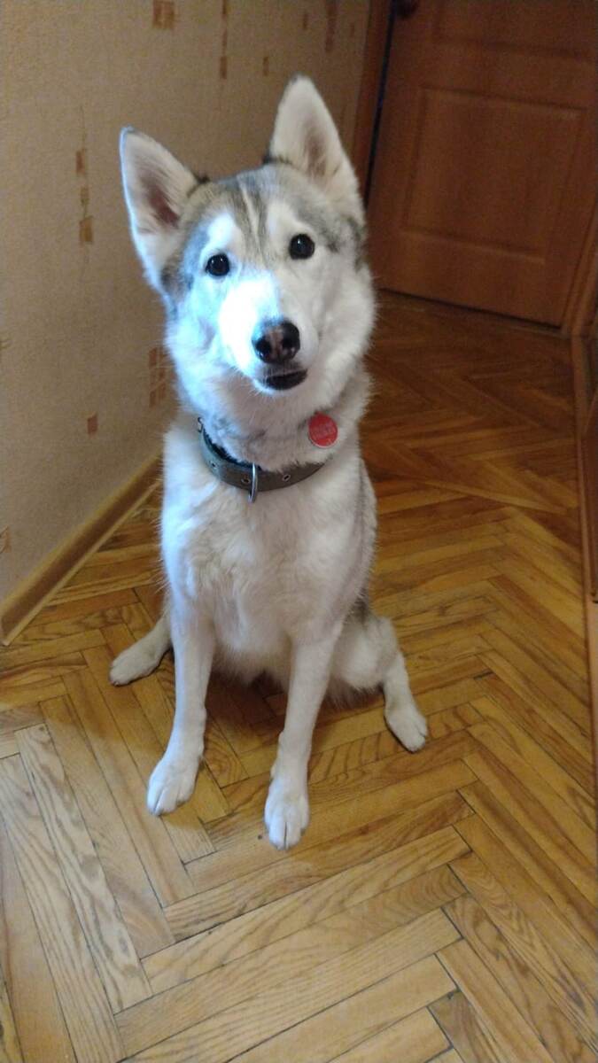 От твоего выбора, человек, зависит вся моя жизнь