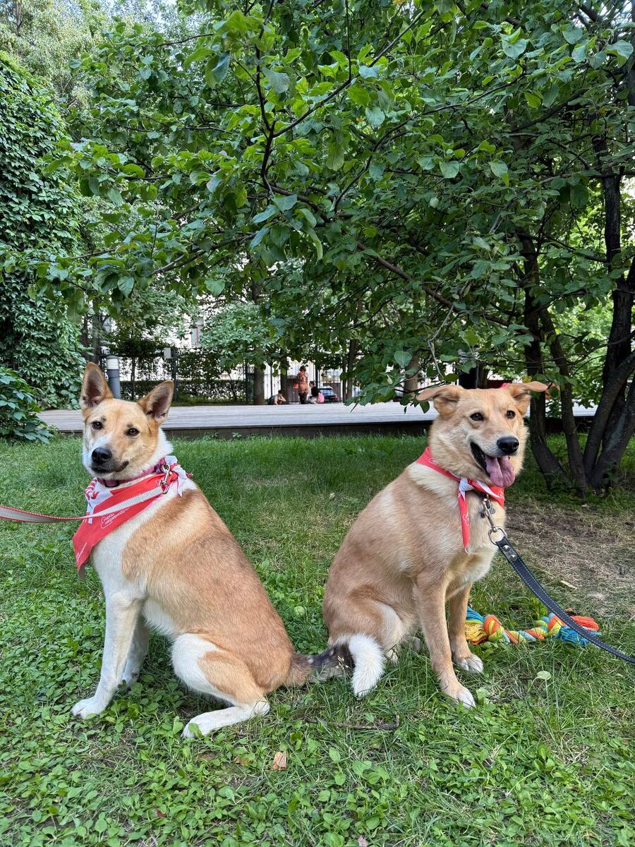 Наши красавицы Стрелка и Лиса недавно участвовали в выставке собак