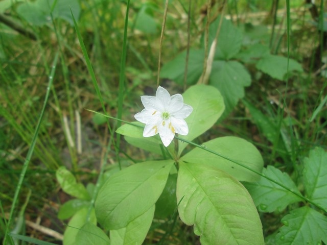 Седмичник европейский (фото из архива автора)