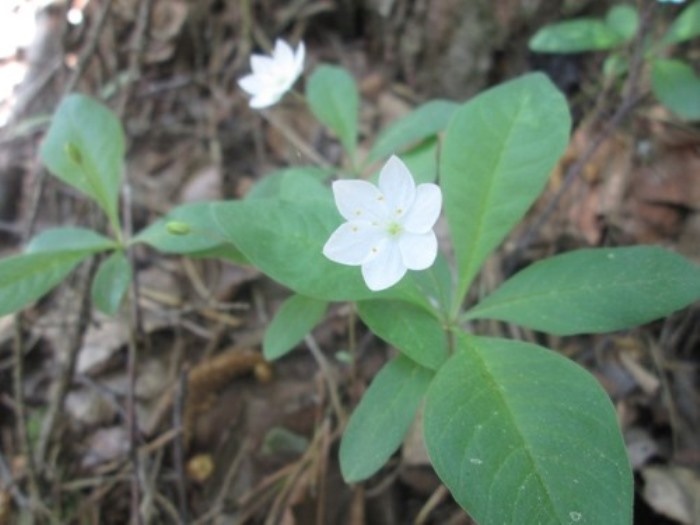 Цветущие седмичники (фото из архива автора)