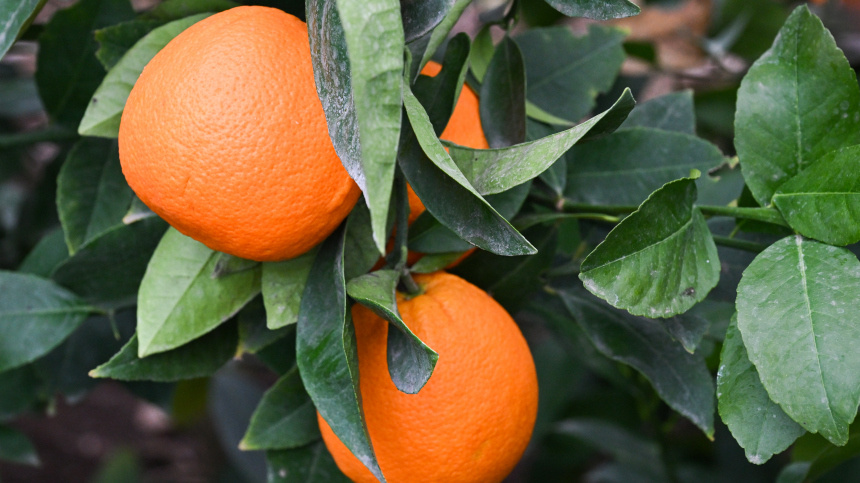    Фото: © РИА Новости/Константин Михальчевский