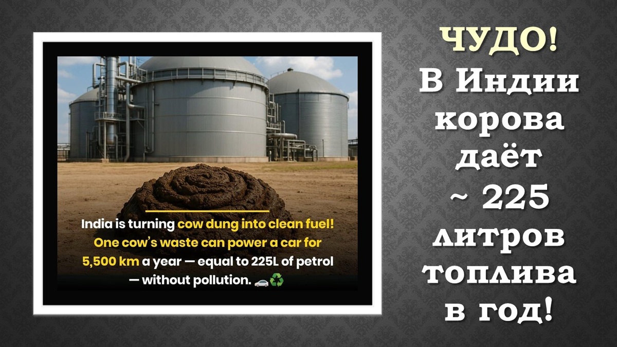 Чудо! В Индии одна корова в среднем дает 225 литров экологически чистого автомобильного топлива в год.  Инновационная экосистема БРИКС