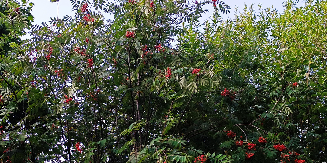 Не Просто Водка на Ягодах: Раскрываю 3 Рецепта Финских Настоек из Рябины (Часть 2)