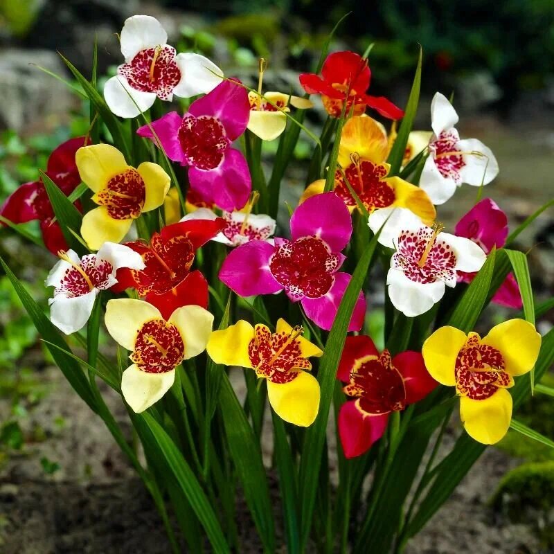 Фото из свободного доступа