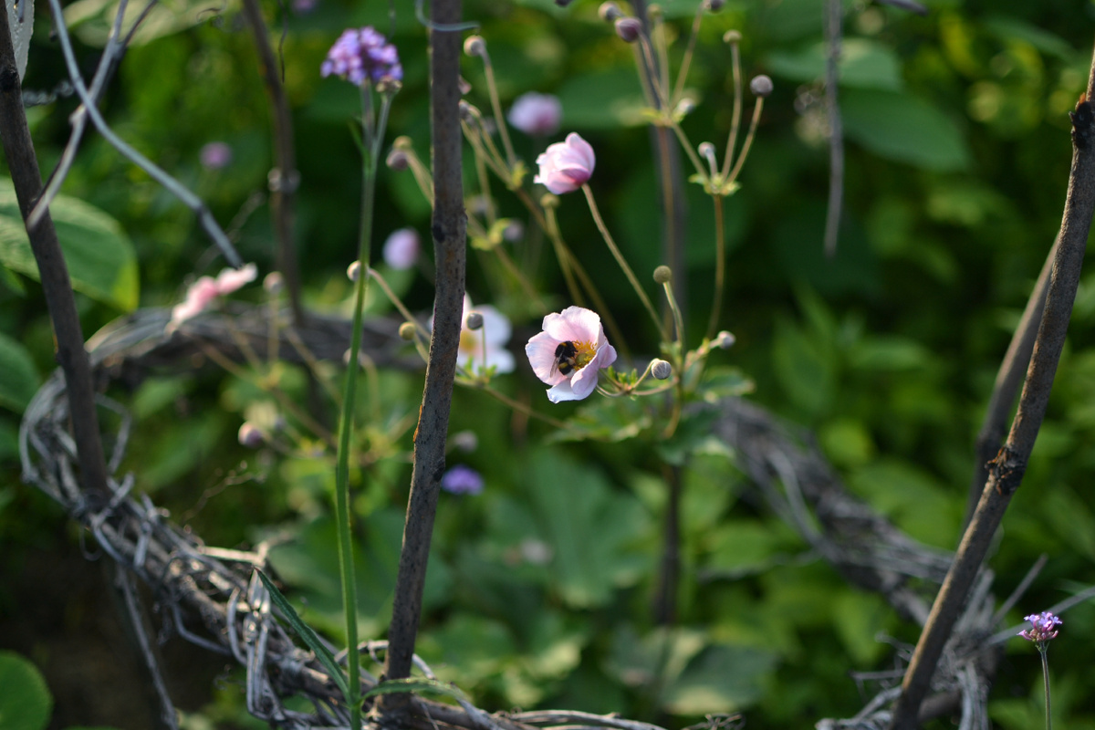 Анемона осенняя и шмель