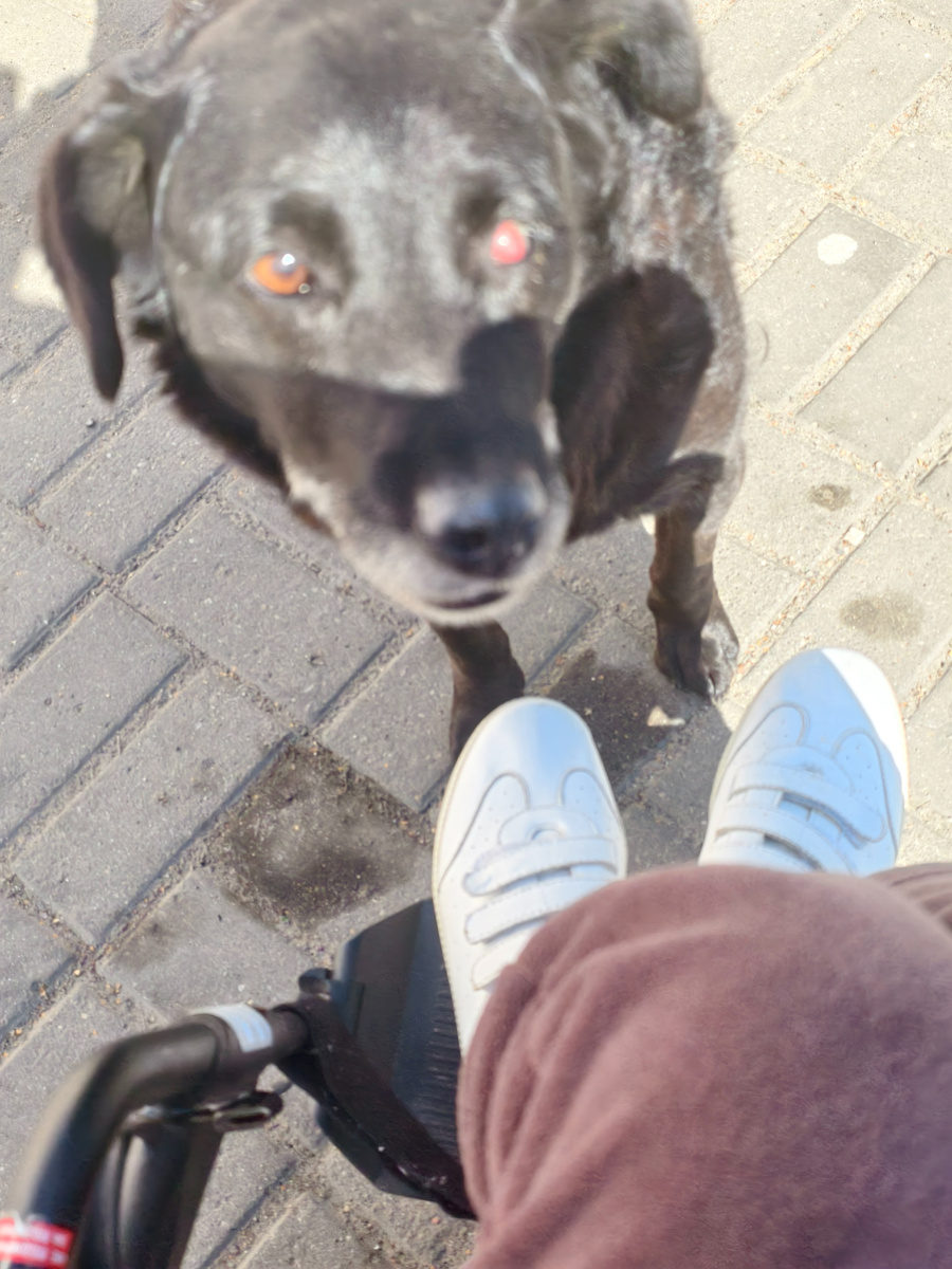 Одноглазый песик