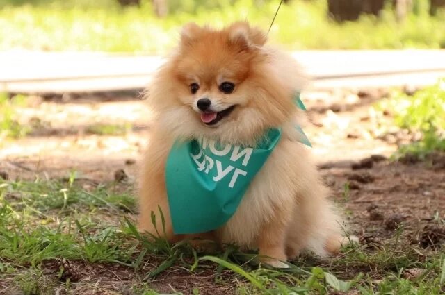    Какие собаки не подходят семьям с детьми?