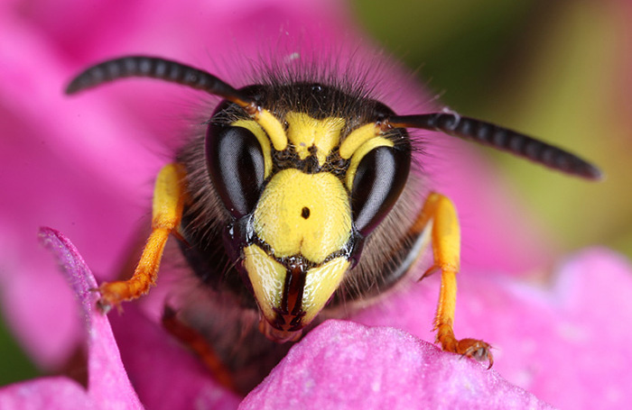    Ingram Publishing/Фотобанк Лори