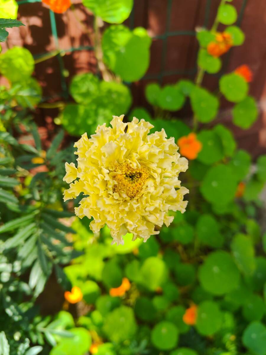 Килиманджаро.