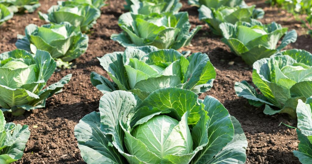 5 сортов капусты, которые вырастут у всех: не боятся жары, холода и забывчивых дачников
