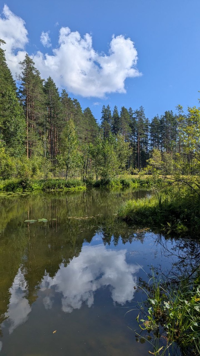 Болотистый залив озера