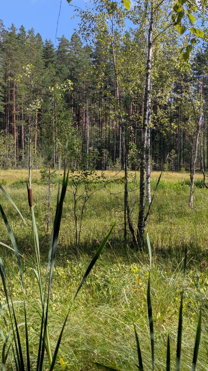 Болотистая часть озера