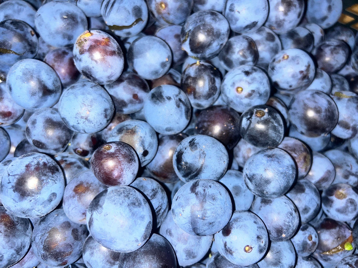 Сегодня ко мне прибыло ещё ведро тёрна от кума