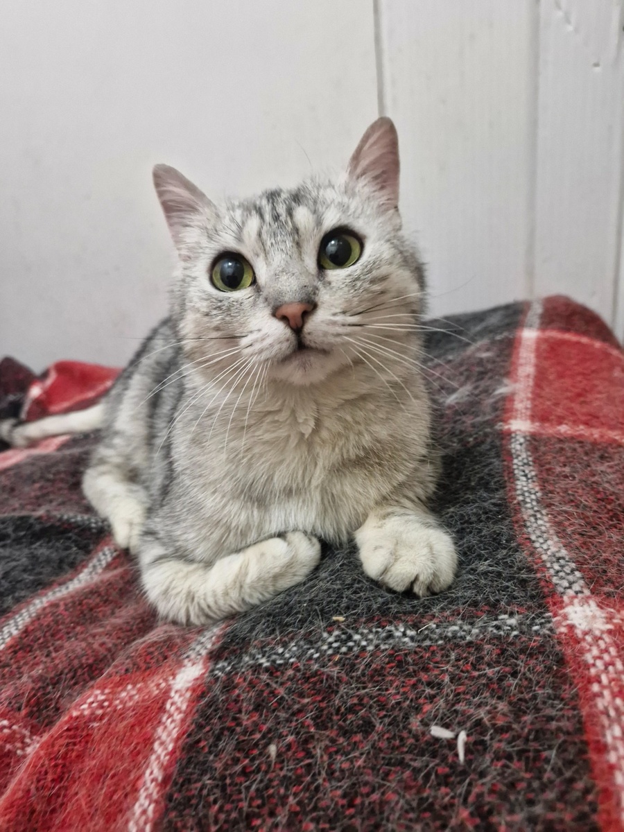 Просто красивая кошка, которая почему-то жила на складе